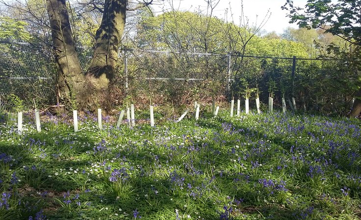Kings Wood May 2016 - new hedge planting